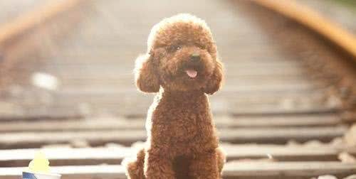 纯种的泰迪拥有的5种特征，快来看看你家的泰迪纯吗?