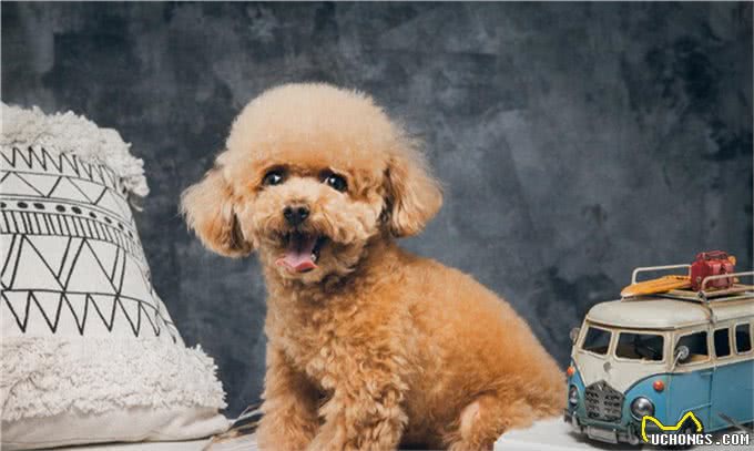 纯种的泰迪拥有的5种特征，快来看看你家的泰迪纯吗?