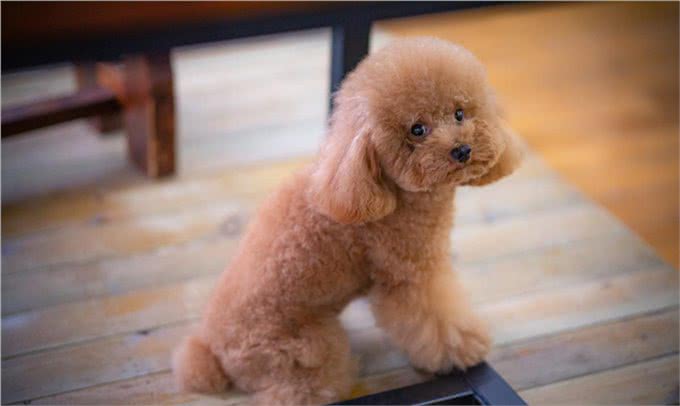 纯种的泰迪拥有的5种特征，快来看看你家的泰迪纯吗?