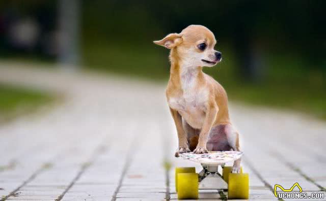 首次养狗该如何选择?这8个品种的狗，最适合萌新宠主饲养