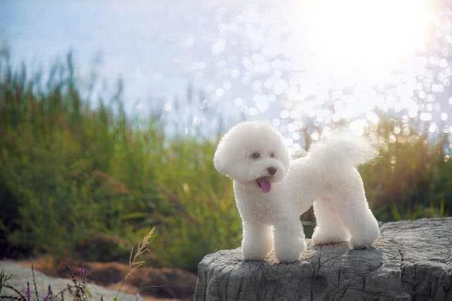 首次养狗该如何选择?这8个品种的狗，最适合萌新宠主饲养