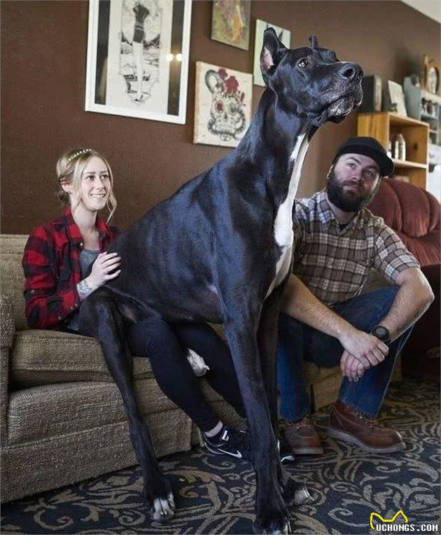 首次养狗该如何选择?这8个品种的狗，最适合萌新宠主饲养