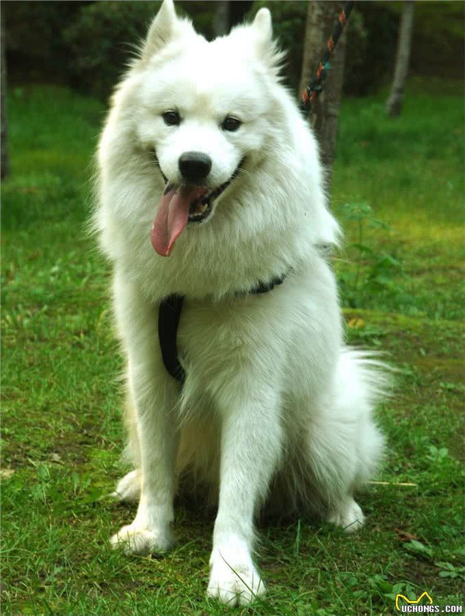 萨摩耶的愉快养育之旅