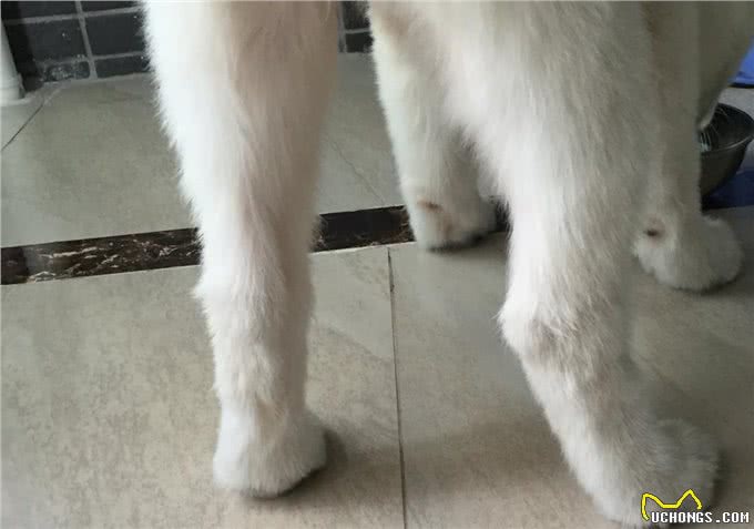 4步教你无痛给狗狗修剪指甲，宠物健康必备!