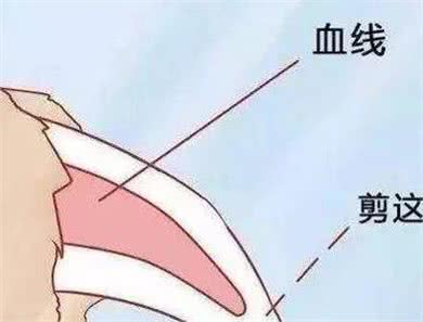 4步教你无痛给狗狗修剪指甲，宠物健康必备!