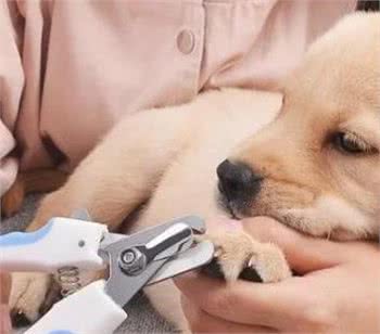 4步教你无痛给狗狗修剪指甲，宠物健康必备!