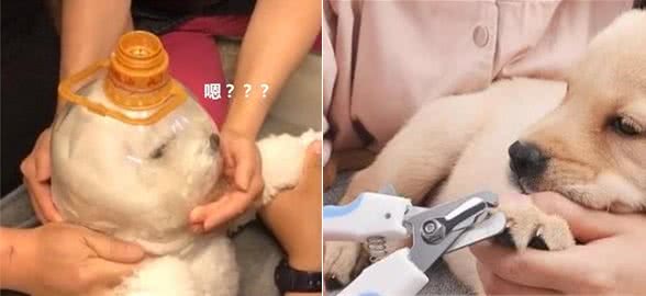 4步教你无痛给狗狗修剪指甲，宠物健康必备!