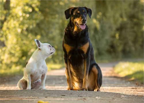 家中两只狗狗争风吃醋，常上演宫斗大戏，到底如何让它俩和睦相处