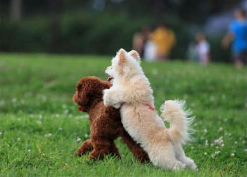 家中两只狗狗争风吃醋，常上演宫斗大戏，到底如何让它俩和睦相处