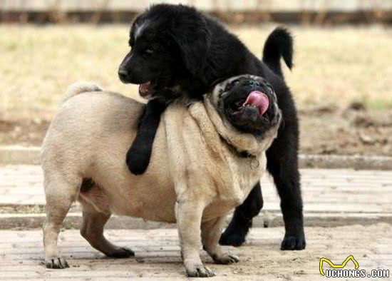 家中两只狗狗争风吃醋，常上演宫斗大戏，到底如何让它俩和睦相处