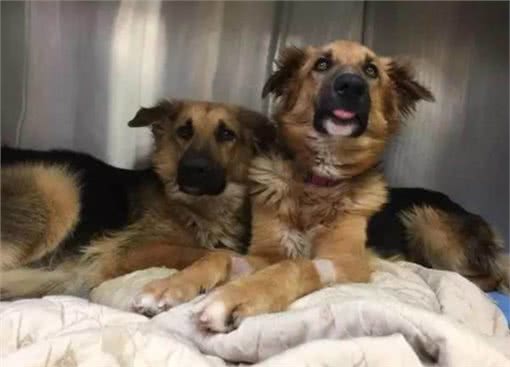 家中两只狗狗争风吃醋，常上演宫斗大戏，到底如何让它俩和睦相处