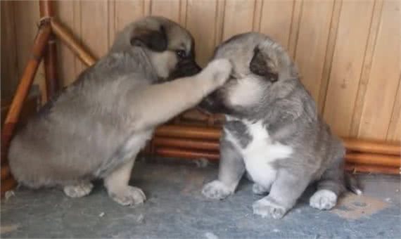 家中两只狗狗争风吃醋，常上演宫斗大戏，到底如何让它俩和睦相处