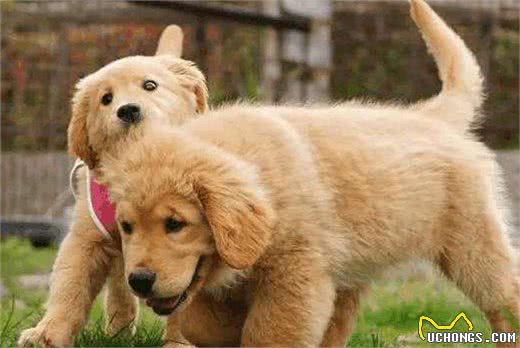 家中两只狗狗争风吃醋，常上演宫斗大戏，到底如何让它俩和睦相处