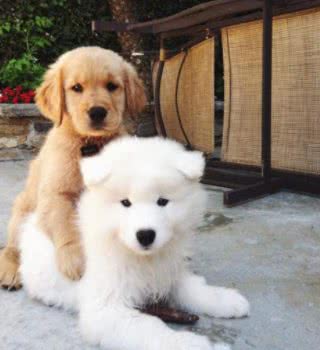 家中两只狗狗争风吃醋，常上演宫斗大戏，到底如何让它俩和睦相处