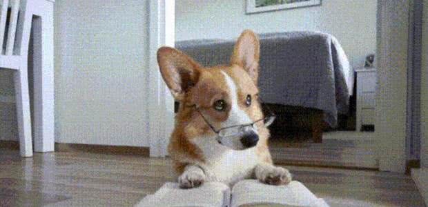 如何正确的给狗狗做驱虫?看过之后发现你之前做的都是错的