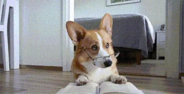 如何正确的给狗狗做驱虫?看过之后发现你之前做的都是错的