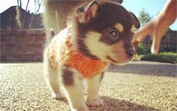 狗狗刚出生后的第三阶段—如何触摸幼犬