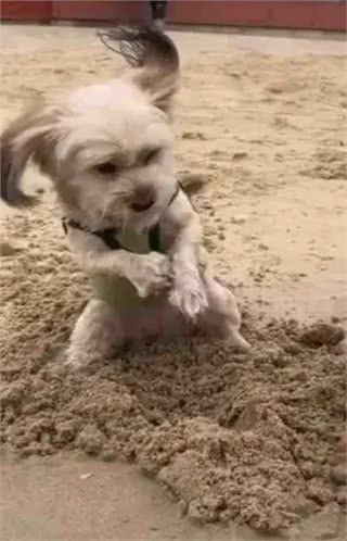 当泰迪在小小的沙滩上挖呀挖呀后，秒变双马尾老太太!耳朵甩飞了
