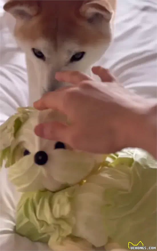 当泰迪在小小的沙滩上挖呀挖呀后，秒变双马尾老太太!耳朵甩飞了