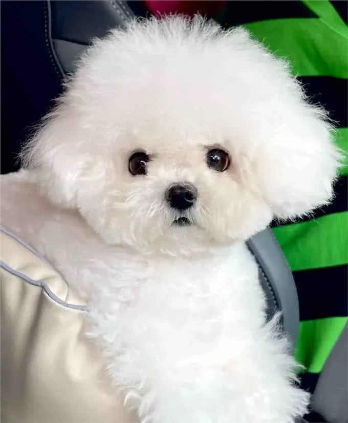 当泰迪在小小的沙滩上挖呀挖呀后，秒变双马尾老太太!耳朵甩飞了