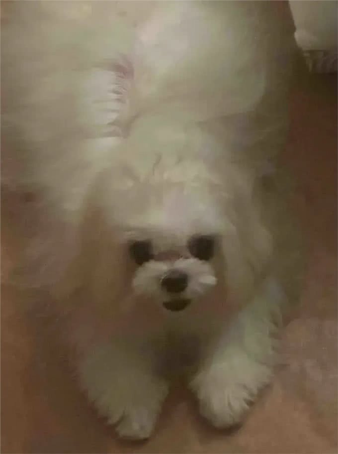 当泰迪在小小的沙滩上挖呀挖呀后，秒变双马尾老太太!耳朵甩飞了