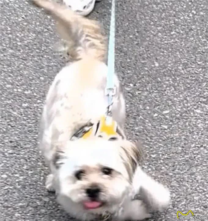 当泰迪在小小的沙滩上挖呀挖呀后，秒变双马尾老太太!耳朵甩飞了