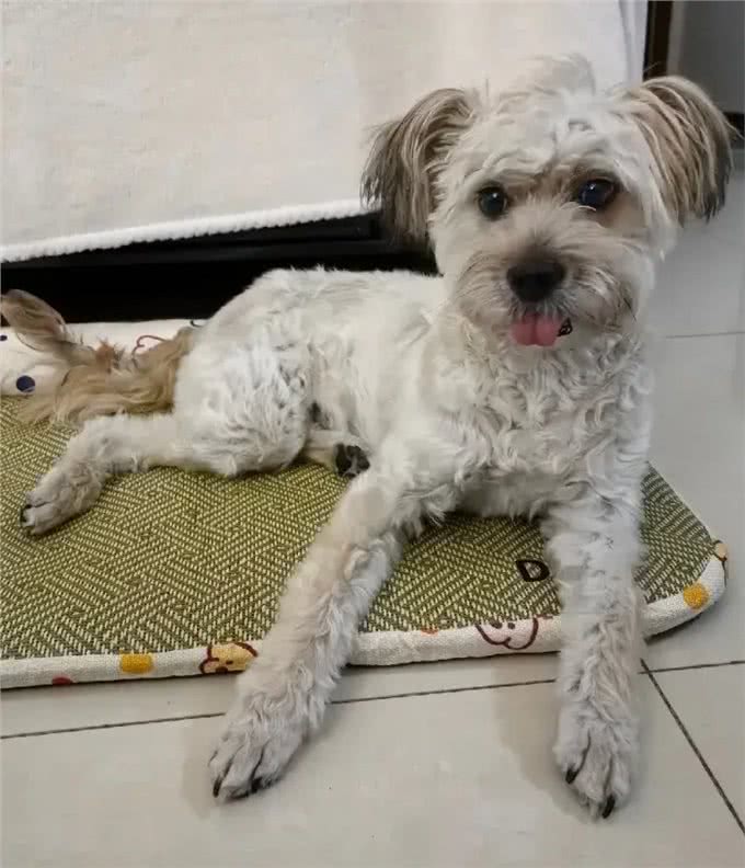 当泰迪在小小的沙滩上挖呀挖呀后，秒变双马尾老太太!耳朵甩飞了