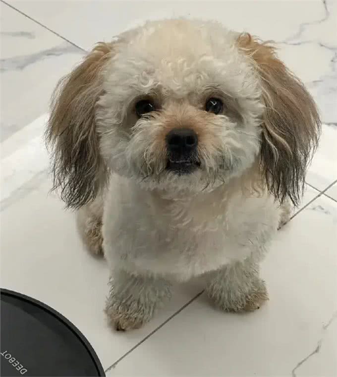 当泰迪在小小的沙滩上挖呀挖呀后，秒变双马尾老太太!耳朵甩飞了