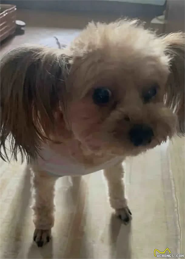 当泰迪在小小的沙滩上挖呀挖呀后，秒变双马尾老太太!耳朵甩飞了