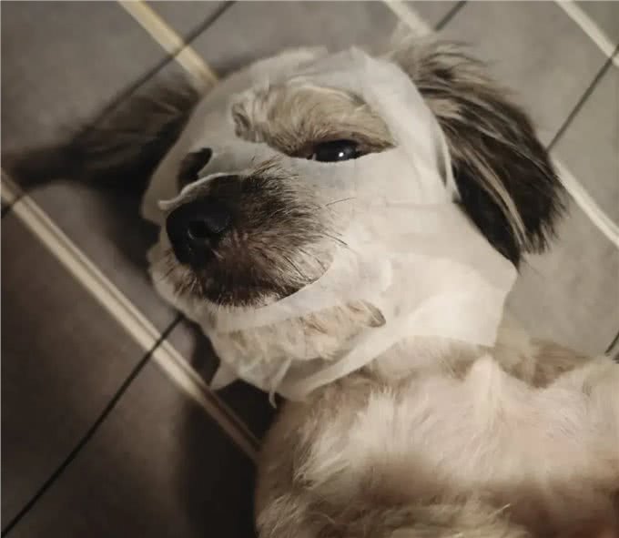 当泰迪在小小的沙滩上挖呀挖呀后，秒变双马尾老太太!耳朵甩飞了