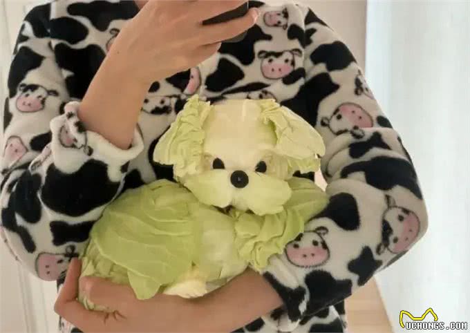 当泰迪在小小的沙滩上挖呀挖呀后，秒变双马尾老太太!耳朵甩飞了