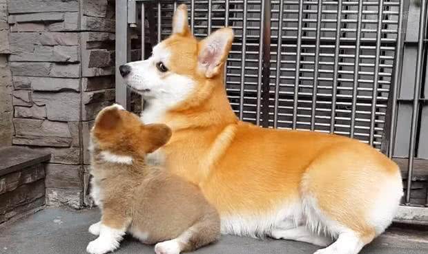 拥有小短腿和大屁股的狗狗,你会喜欢它们吗?