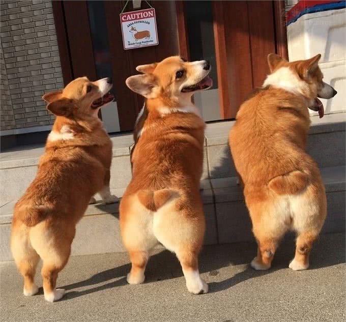 拥有小短腿和大屁股的狗狗,你会喜欢它们吗?