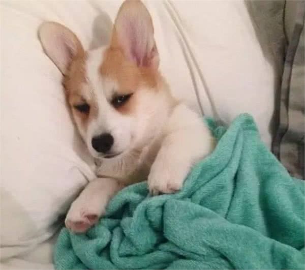 狗狗冬天怕冷怎么办?别担心,我来教你!