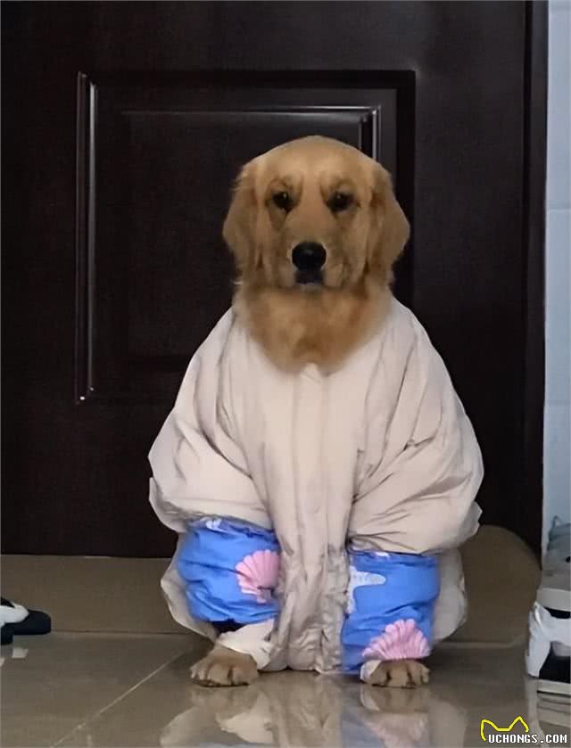 狗狗冬天怕冷怎么办?别担心,我来教你!