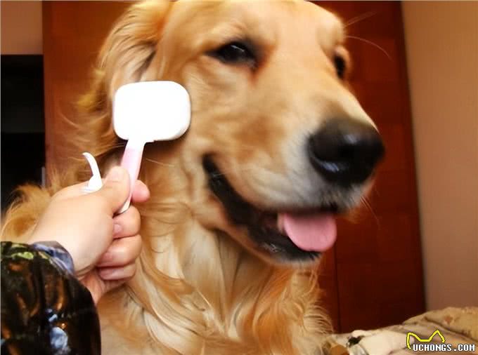 狗狗冬天怕冷怎么办?别担心,我来教你!