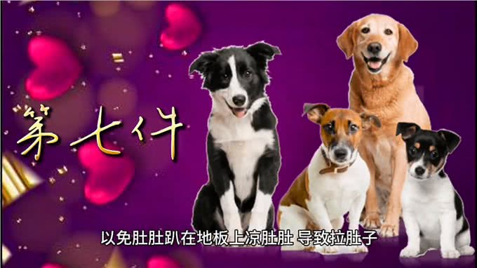 新手养狗12件必备品