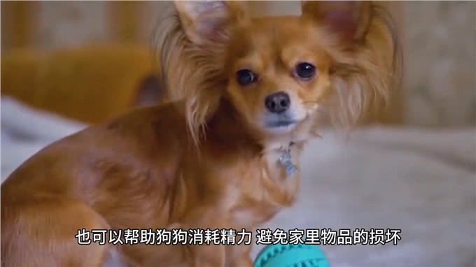 新手养狗12件必备品