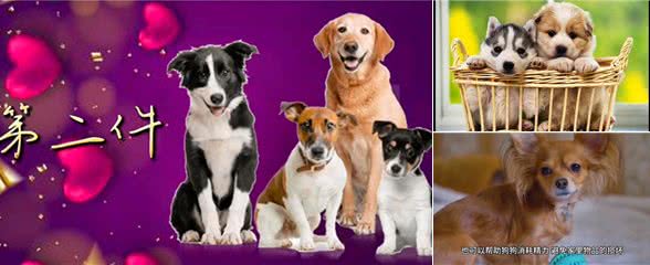 新手养狗12件必备品