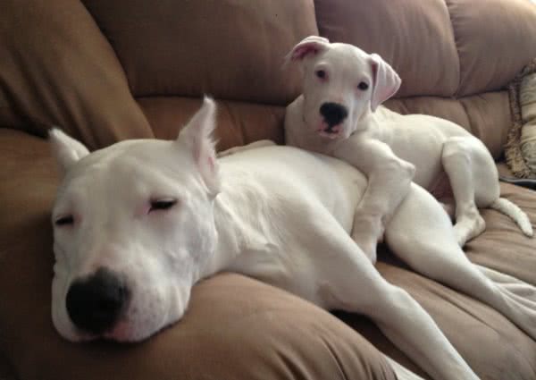 杜高犬为什么要剪耳朵?