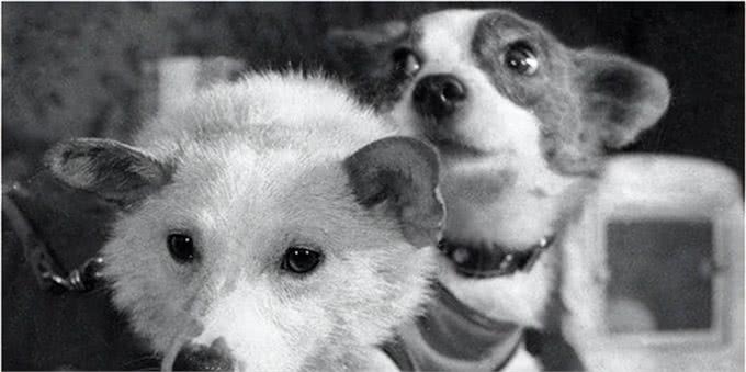 历史上最著名的10只狗!