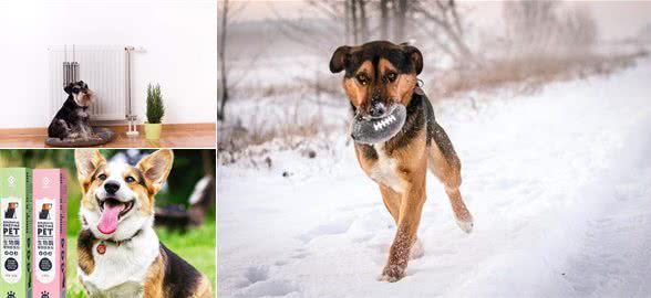 秋冬季狗狗臭味大?这些除臭方法请收好