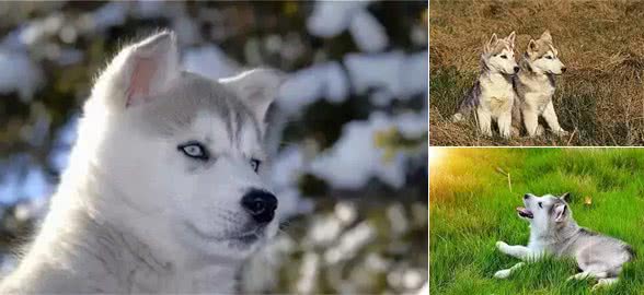 哈士奇幼犬刚入手，千万要注意这八大问题!