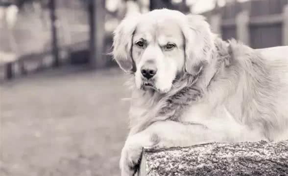 狗狗走丢了该怎么办?