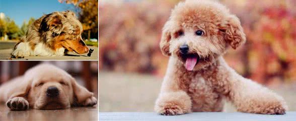 狗狗不断呕吐却只是干呕?可能是狗狗胃酸倒流了主人该如何应对