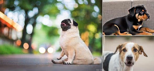 狗狗可以吃糖吗?