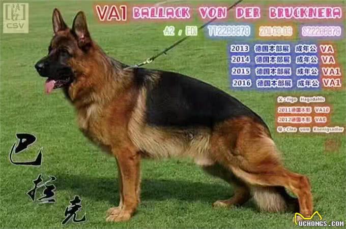 微谈:德国牧羊犬