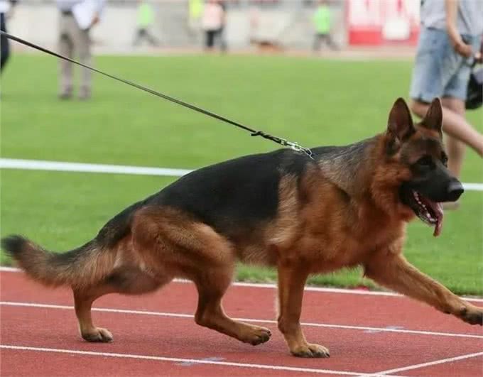 微谈:德国牧羊犬