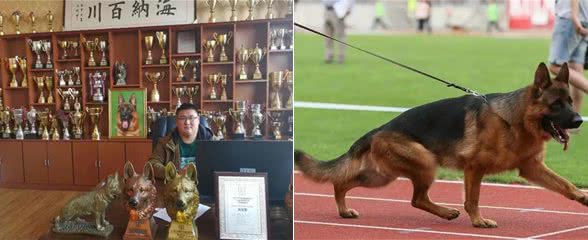 微谈:德国牧羊犬