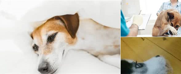 狗狗呕吐是怎么回事?该怎么办?